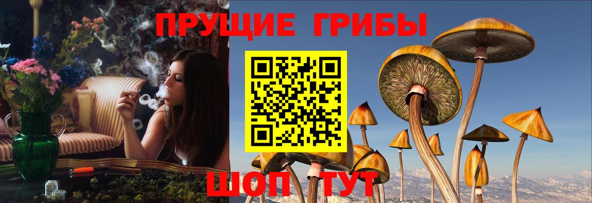 Псилоцибиновые грибы Psilocybe  купить наркотики сайты  Сибай  Вход с VPN 